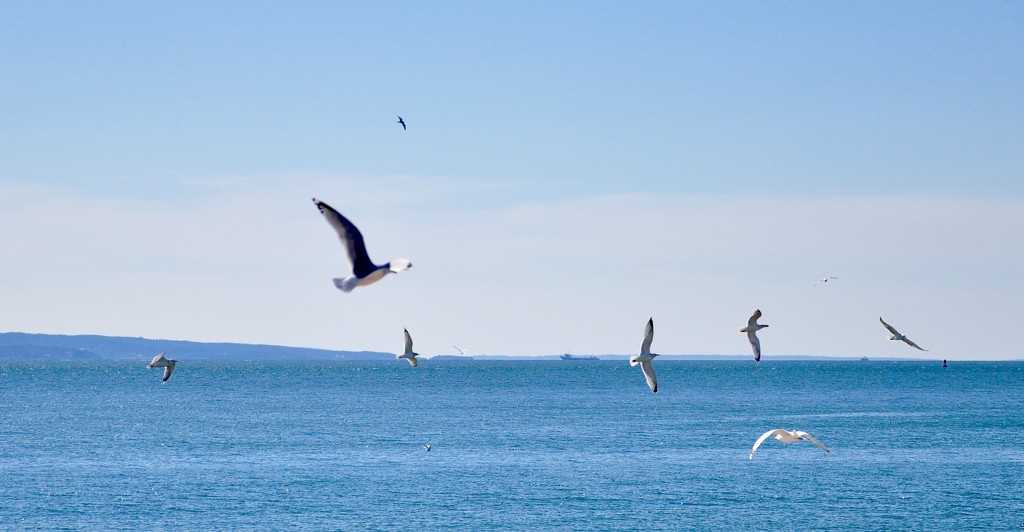 Gathering of Gulls by radiodan