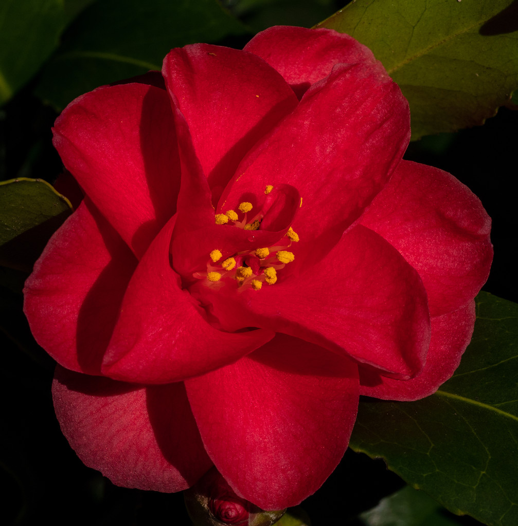 Camellia by tonygig