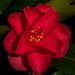 Camellia by tonygig