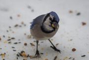 21st Feb 2019 - Whiskers on Blue Jay