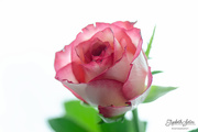 21st Feb 2019 - Pink rose