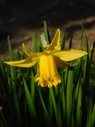 21st Feb 2019 - First daffodil