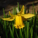 First daffodil by 365anne