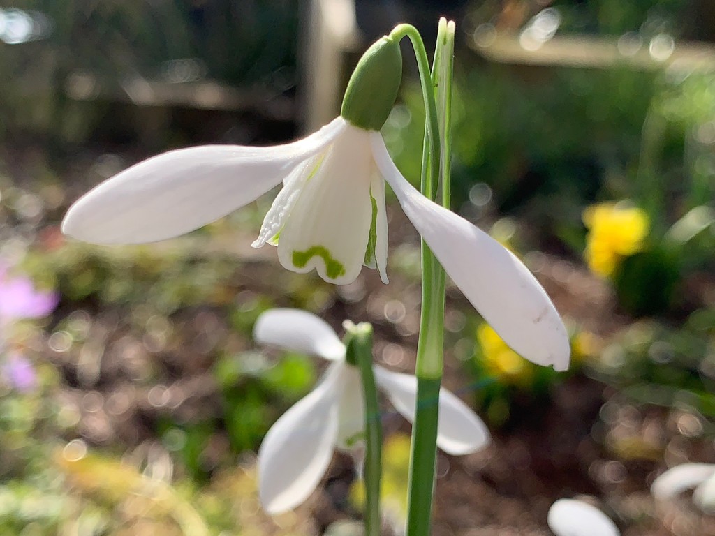 Snowdrops by 365projectmaxine