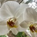 White Orchid by nicolaeastwood