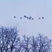 geese over trees by rminer