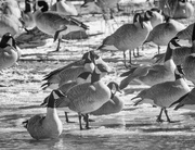 19th Feb 2019 - geese