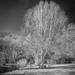 Eerie Trees by ellida