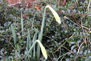 21st Feb 2019 - Daffy daffodils