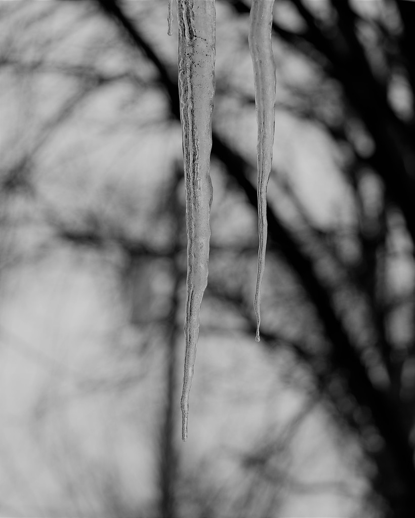 February 21: Icicles by daisymiller
