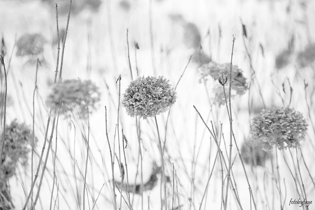 Black and white hydrangea plants! by fayefaye