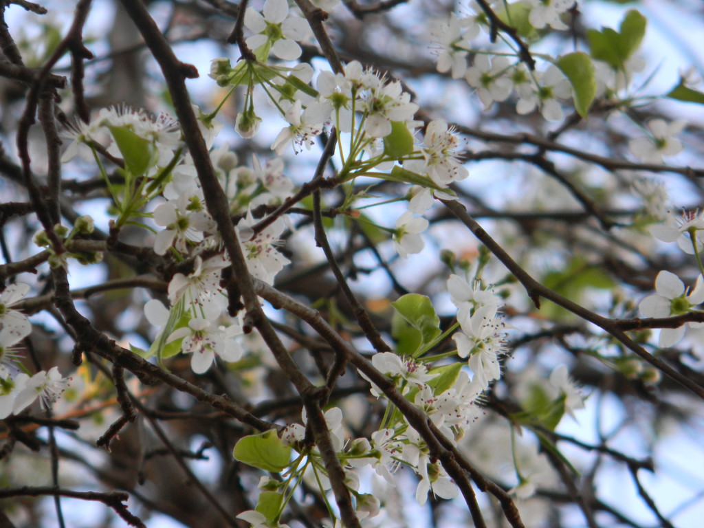 Pear Blossoms by sfeldphotos