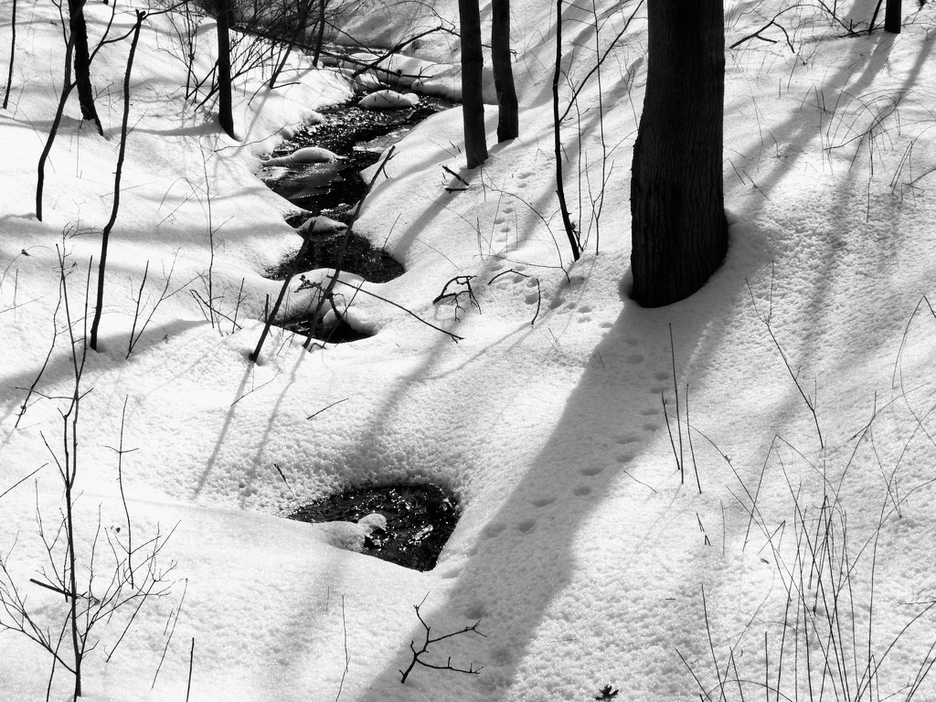 tracks along the creek by amyk