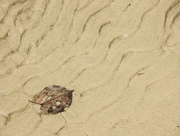 21st Feb 2019 - Leaf on sand ripples