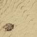 Leaf on sand ripples by jeneurell