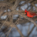 cardinal in a tree by jackies365