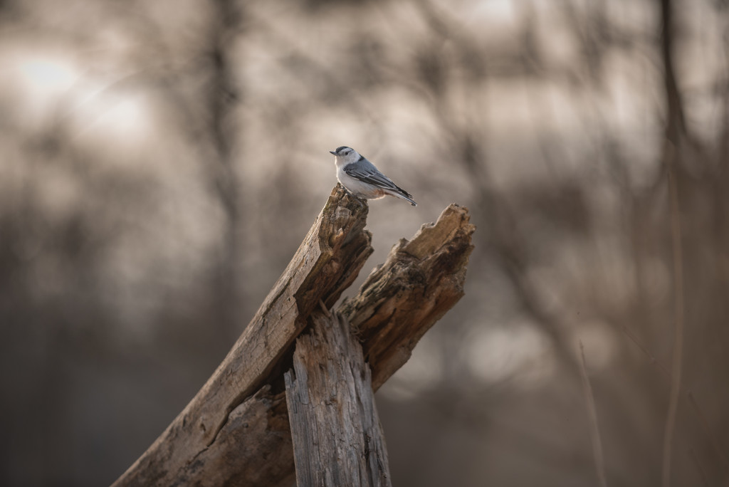 nuthatch bully! by jackies365