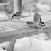 mean birds...nuthatch chickadee  by jackies365
