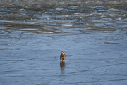 19th Feb 2019 - Golden Eagle on Icy Lake