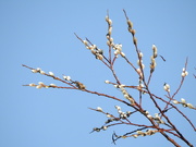 16th Feb 2019 - Pussy Willow