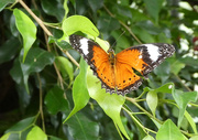 22nd Feb 2019 - Female Orange Lacewing Butterfly