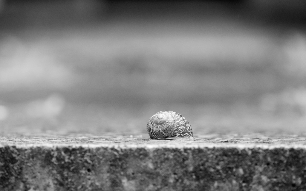 Snail by yaorenliu
