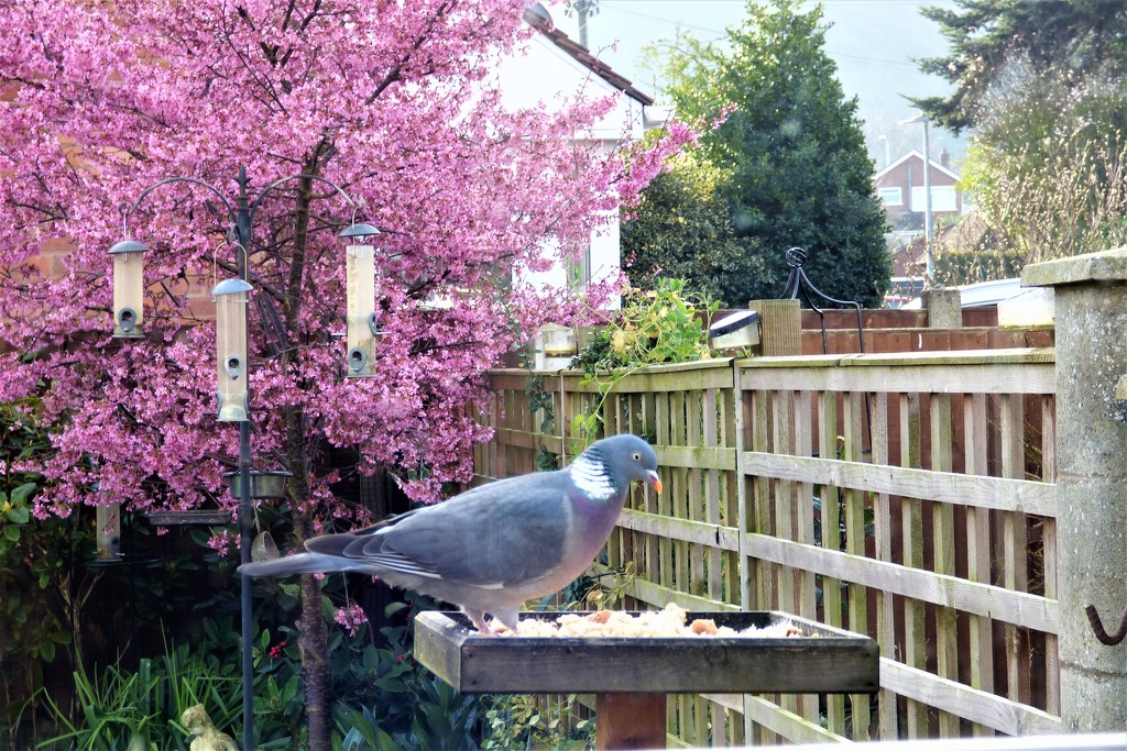 Breakfast time  by beryl