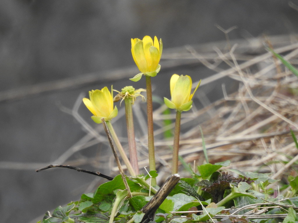 First Celandine by oldjosh