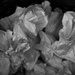 Tissue paper by jacqbb
