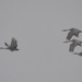 Sand Hill Cranes in the snow. by bigdad