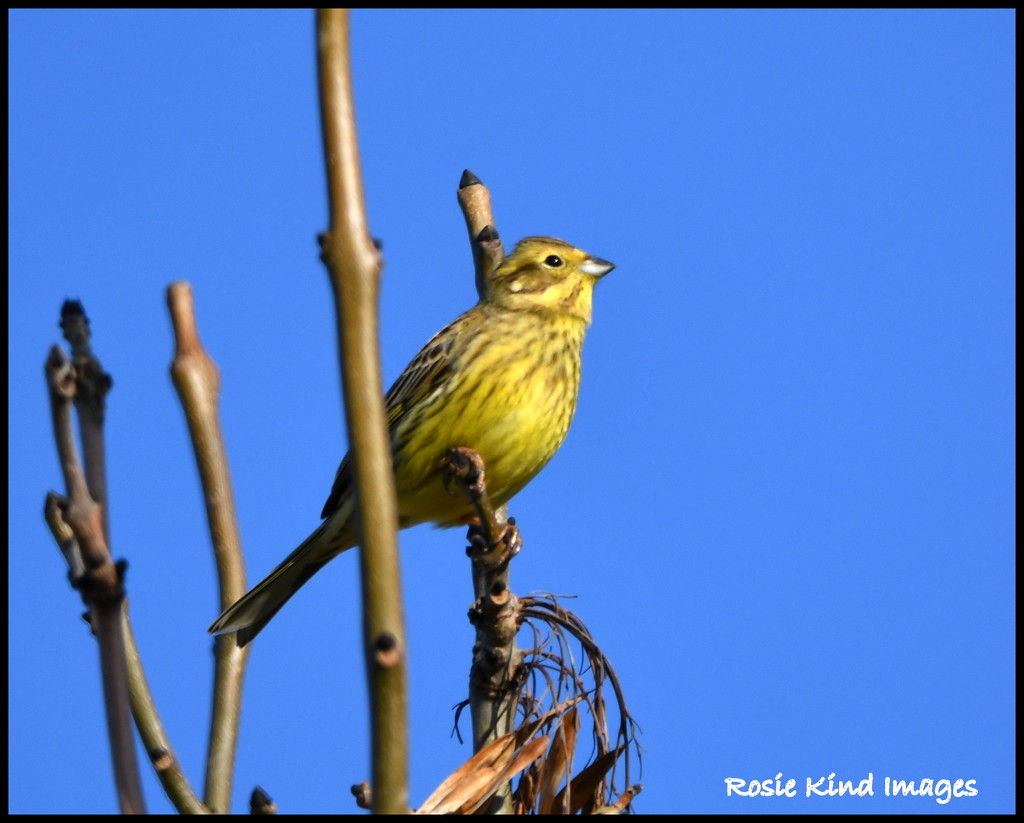 A lovely yellowhammer by rosiekind