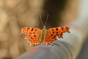 22nd Feb 2019 - Butterfly........Comma??