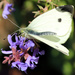 Cabbage White  by rhoing