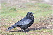22nd Feb 2019 - Even the RSPB resident crow posed for me