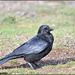Even the RSPB resident crow posed for me by rosiekind