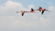 22nd Feb 2019 - Flamingos in Flight