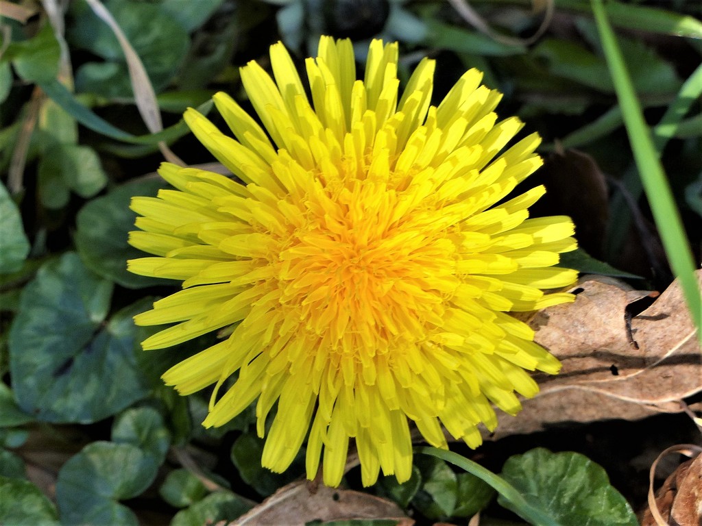The First Dandelion  by susiemc