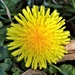 The First Dandelion  by susiemc