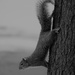 February 22: Squirrel by daisymiller