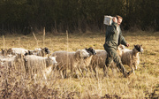 22nd Feb 2019 - A shepherd for Shepherdman