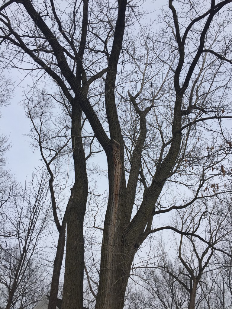 Winter tree by kchuk