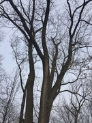 21st Feb 2019 - Winter tree