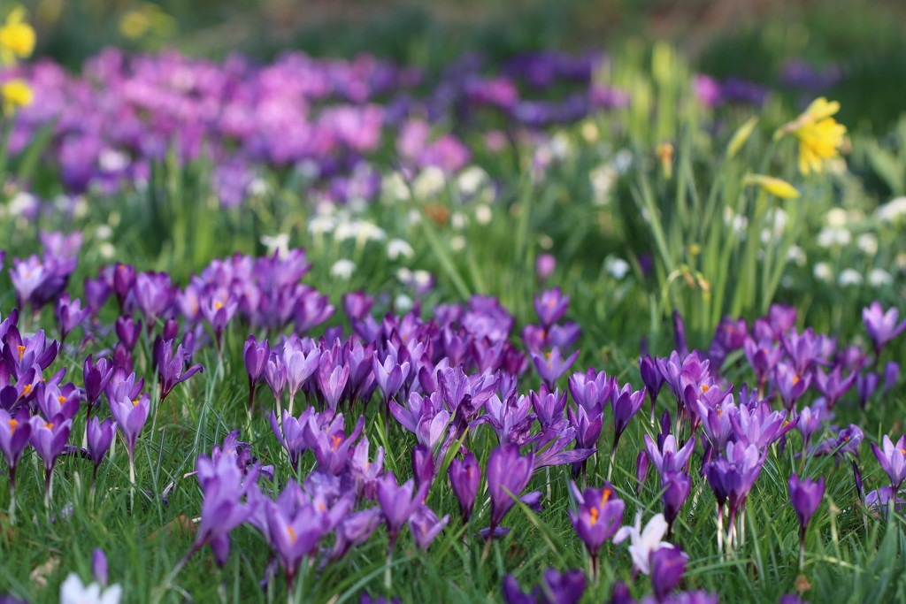 Loving the spring carpet!  by callymazoo