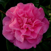 22nd Feb 2019 - Camellia Japonica.