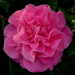 Camellia Japonica. by gaf005
