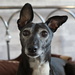 Ruby's Ears and Eyes (vintage Pentacon 50mm lens) by phil_howcroft