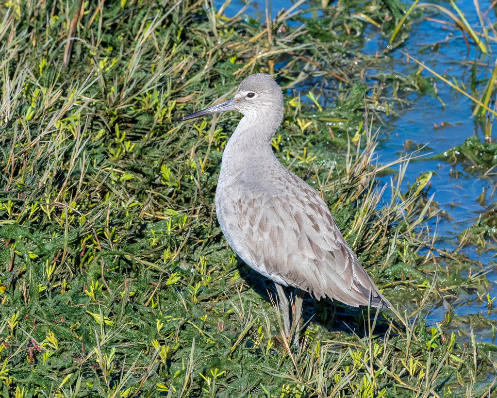 Willet Standing Tall by nicoleweg