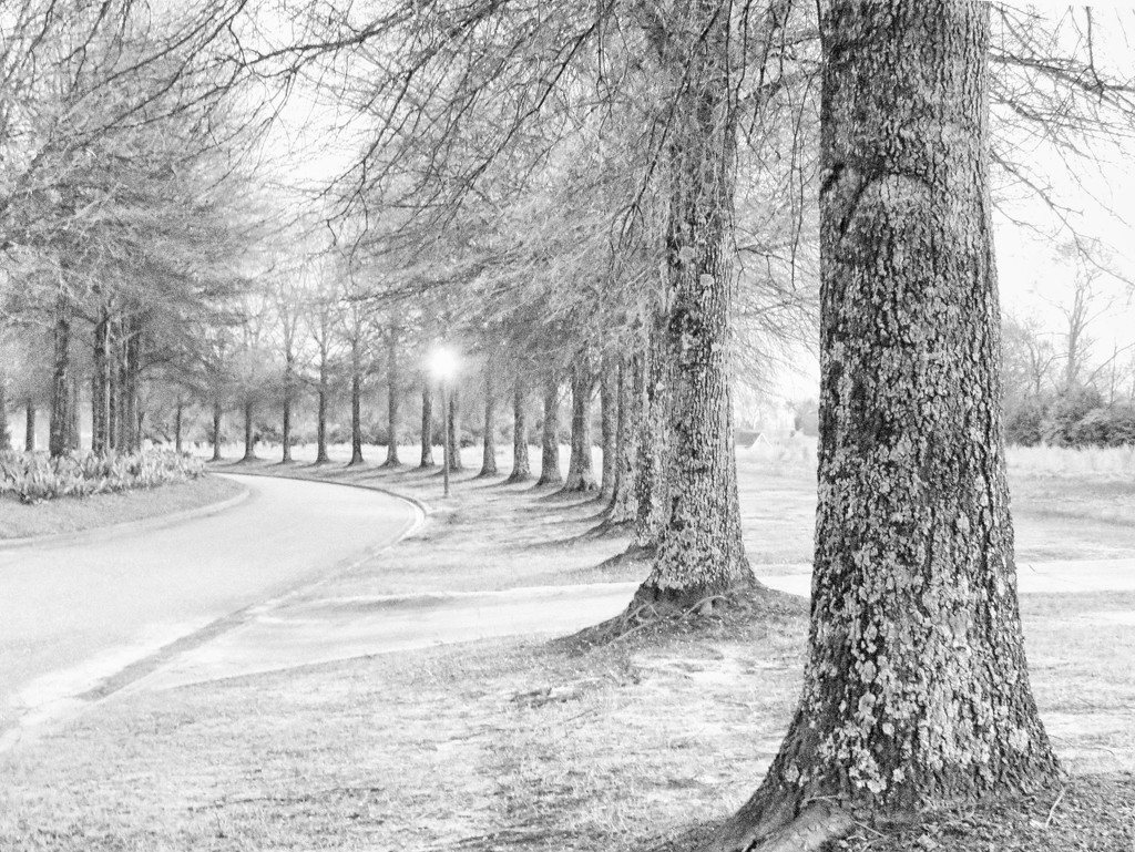 Southern Winter by grammyn