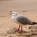 Red Billed Gull by yorkshirekiwi
