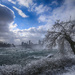 Frozen River Tree by pdulis